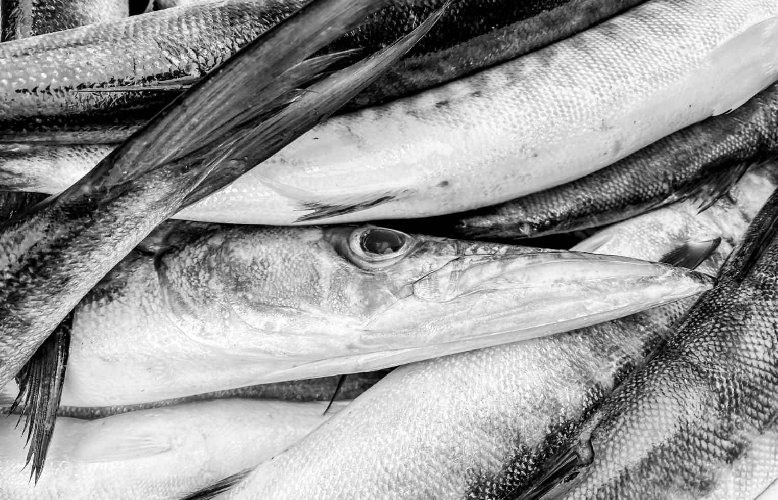 Close-up Fresh king mackerel fish with shell at local seafood market for sale,king mackerel fish are available in supermarkets is a popular seafood with a delicious taste,king mackerel fish background photo