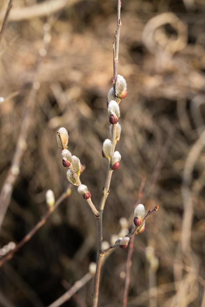 branches with catkins photo