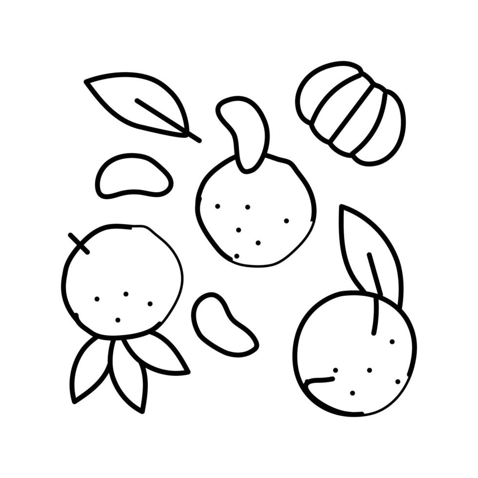 slice tangerine clementine peeled line icon vector illustration