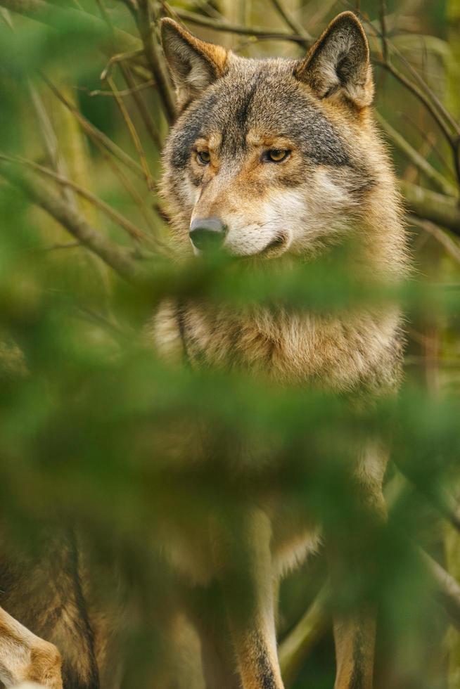 foto de un gris lobo