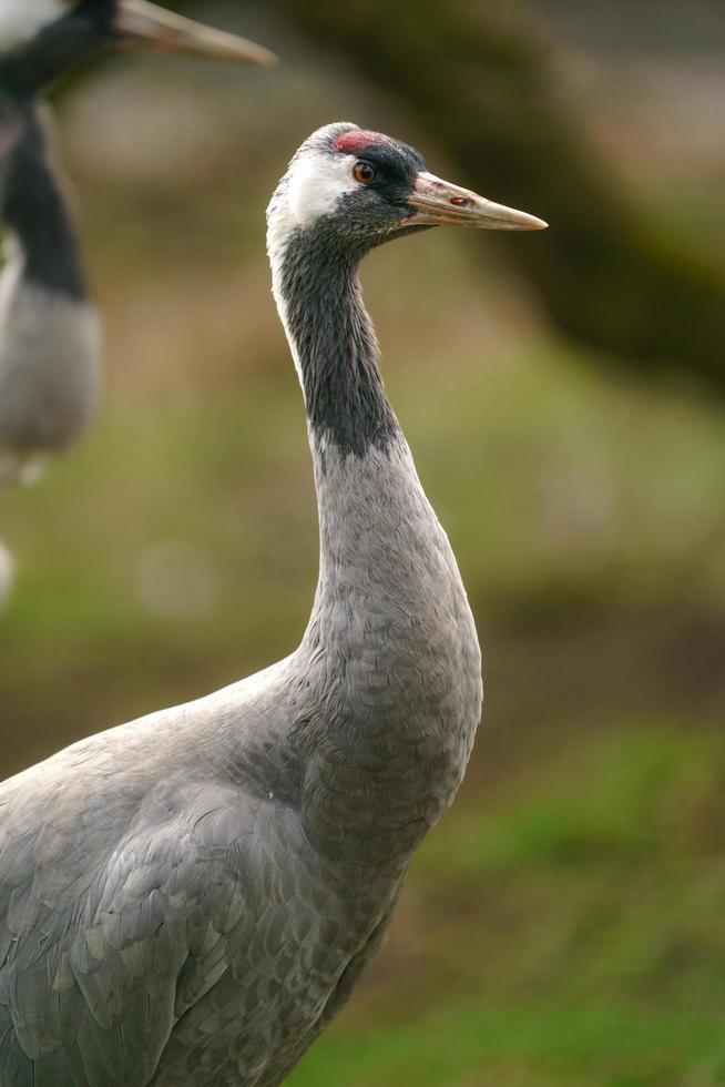 Crane Bird Logo Stock Photos Images and Backgrounds for Free Download Crane Bird Logo Stock Photos Images and Backgrounds for Free Download