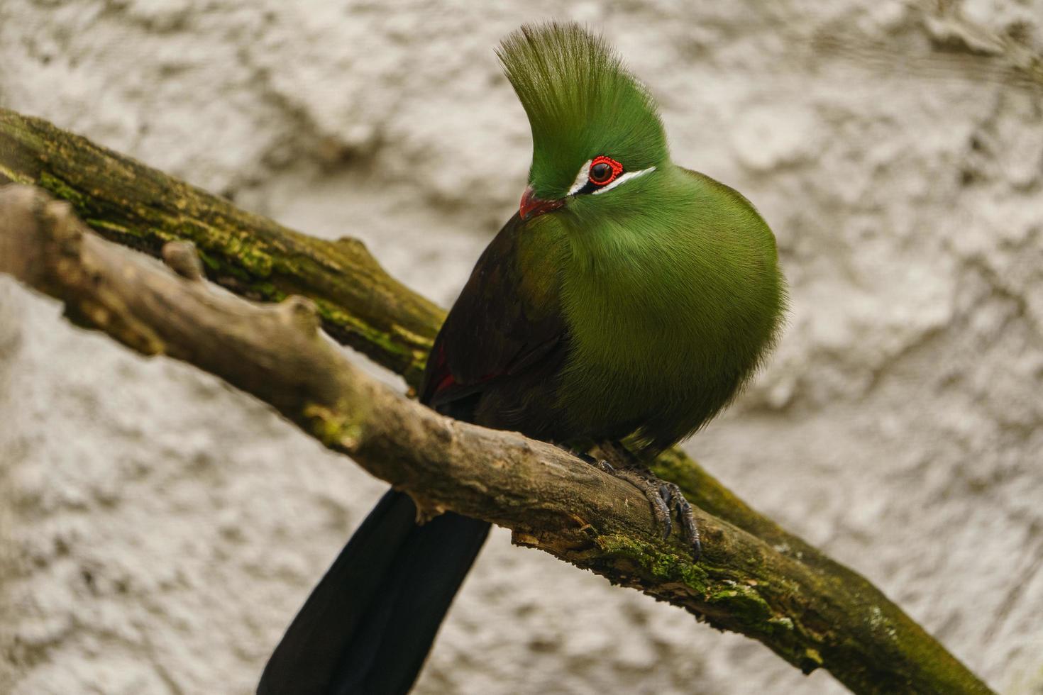 verde turaco en rama foto