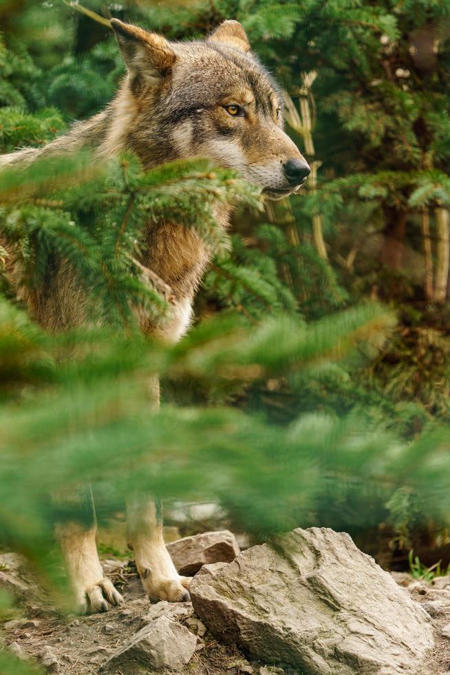 retrato de lobo gris foto