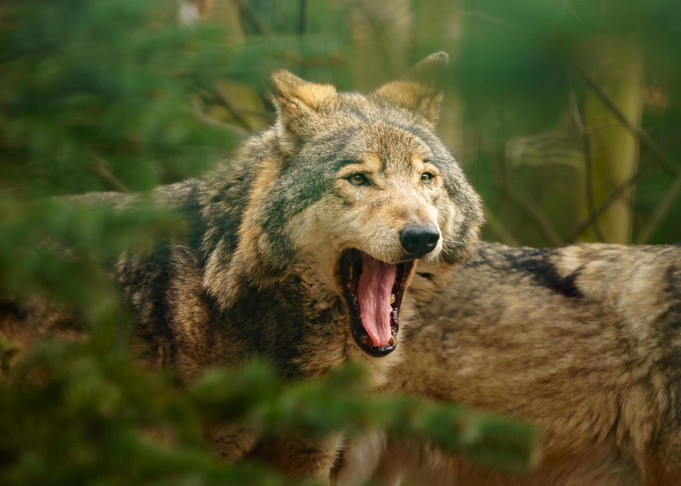 Portrait of Grey wolf photo