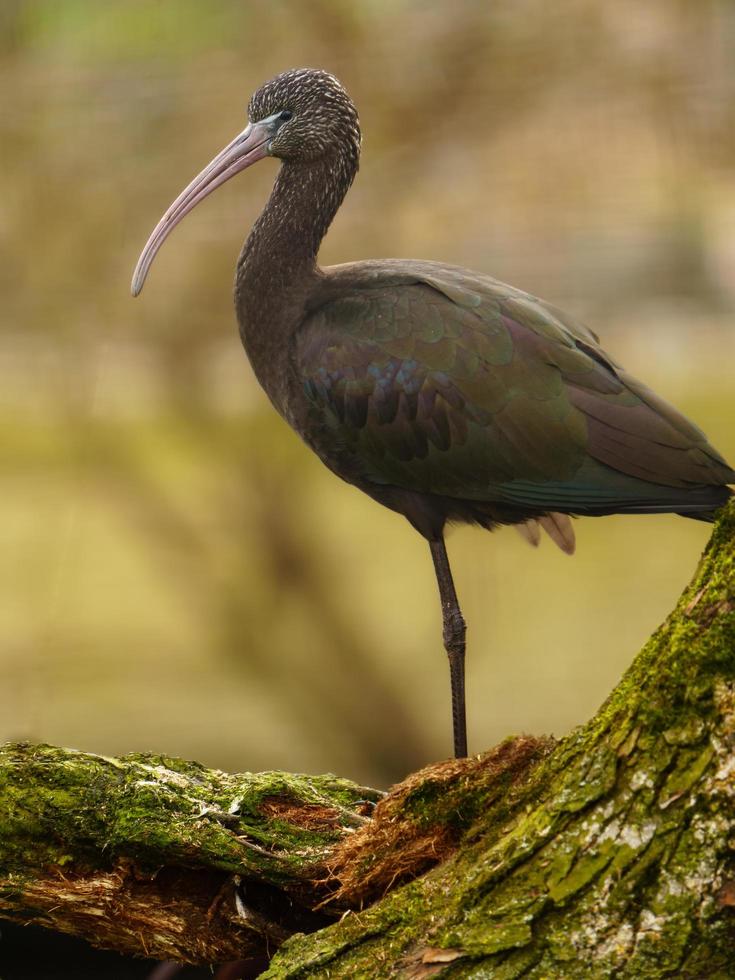 foto de un lustroso ibis