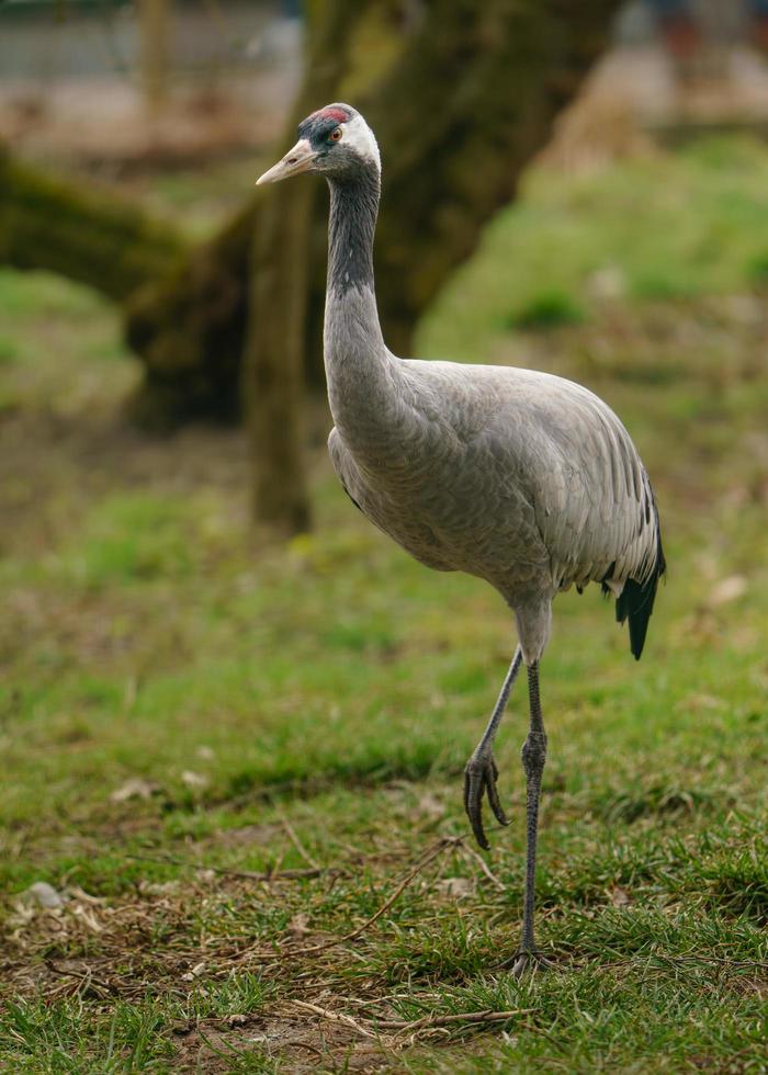 Photo of a Common crane