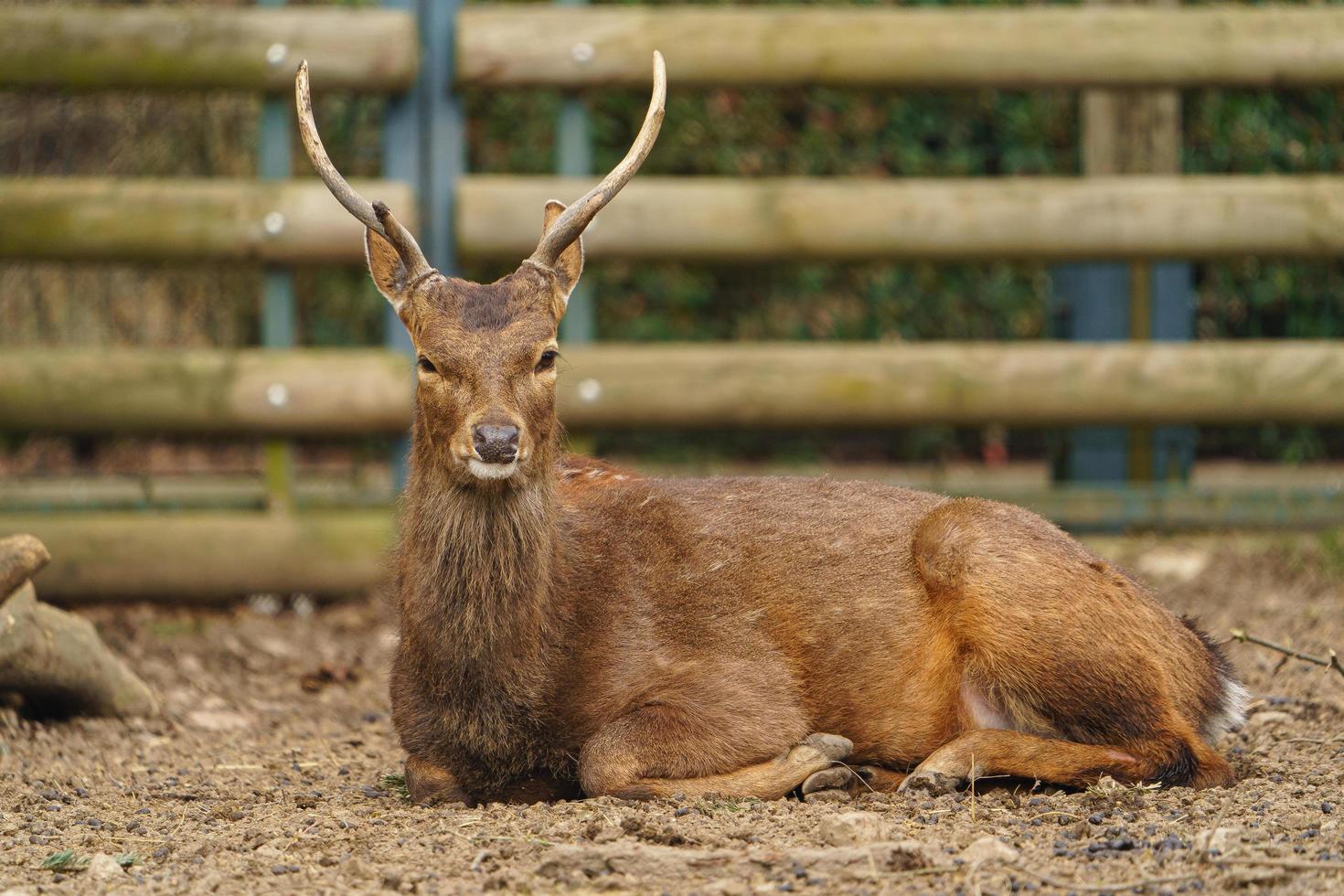 Indochinese Sika deer photo