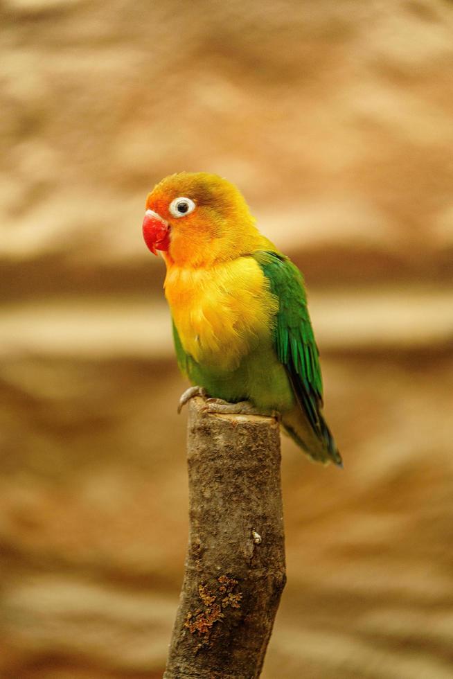 Photo of a Fischer's lovebird