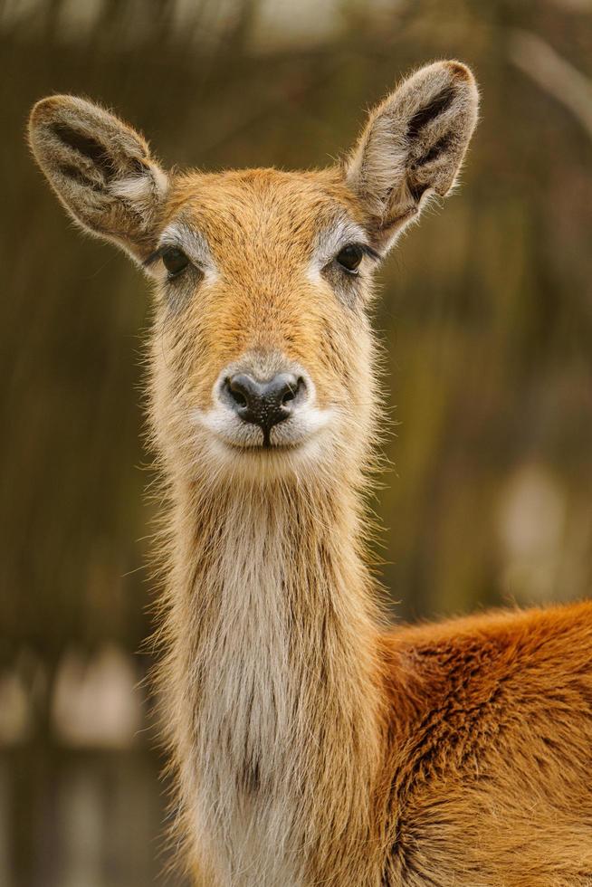 Photo of a Lechwe