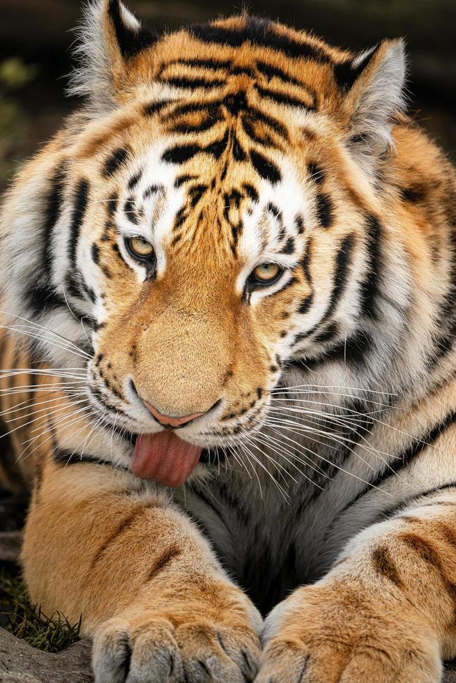 Photo of a Siberian tiger