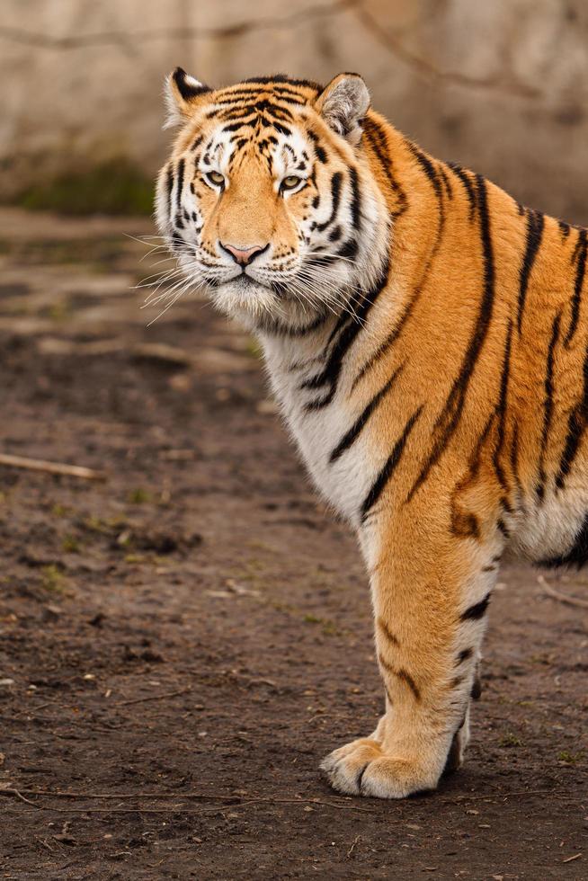 Photo of a Siberian tiger