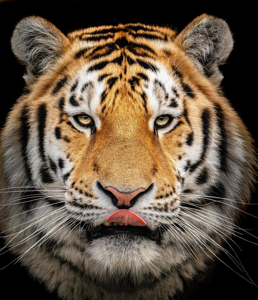 Photo of a Siberian tiger