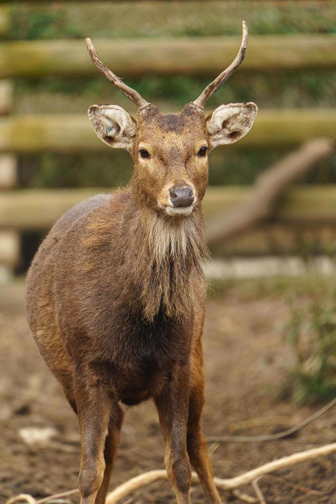 Indochinese Sika deer photo