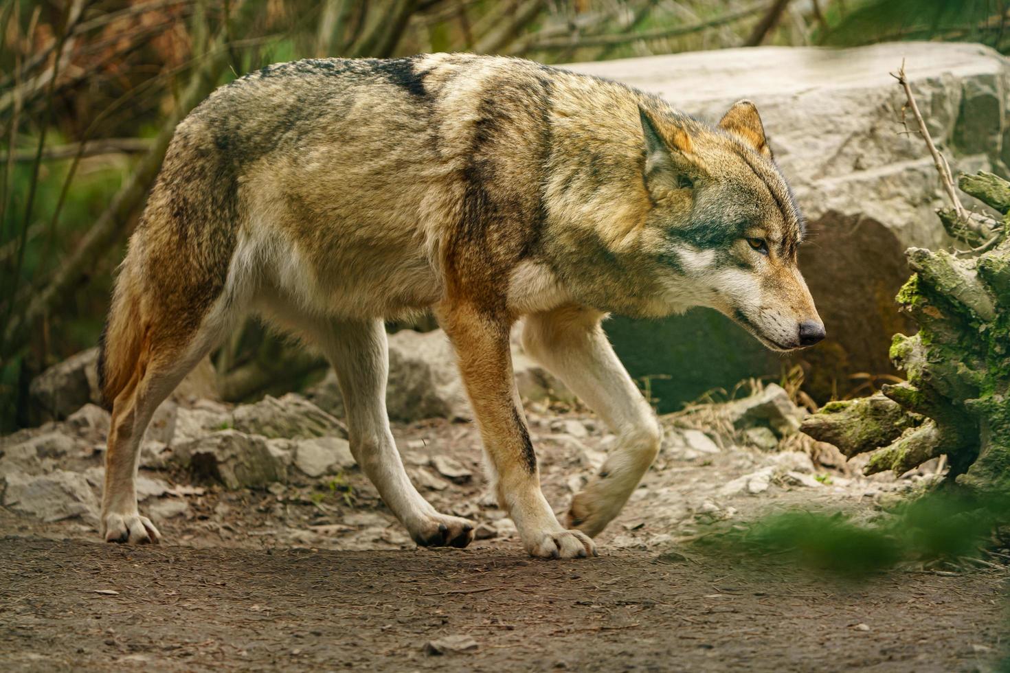 foto de un gris lobo
