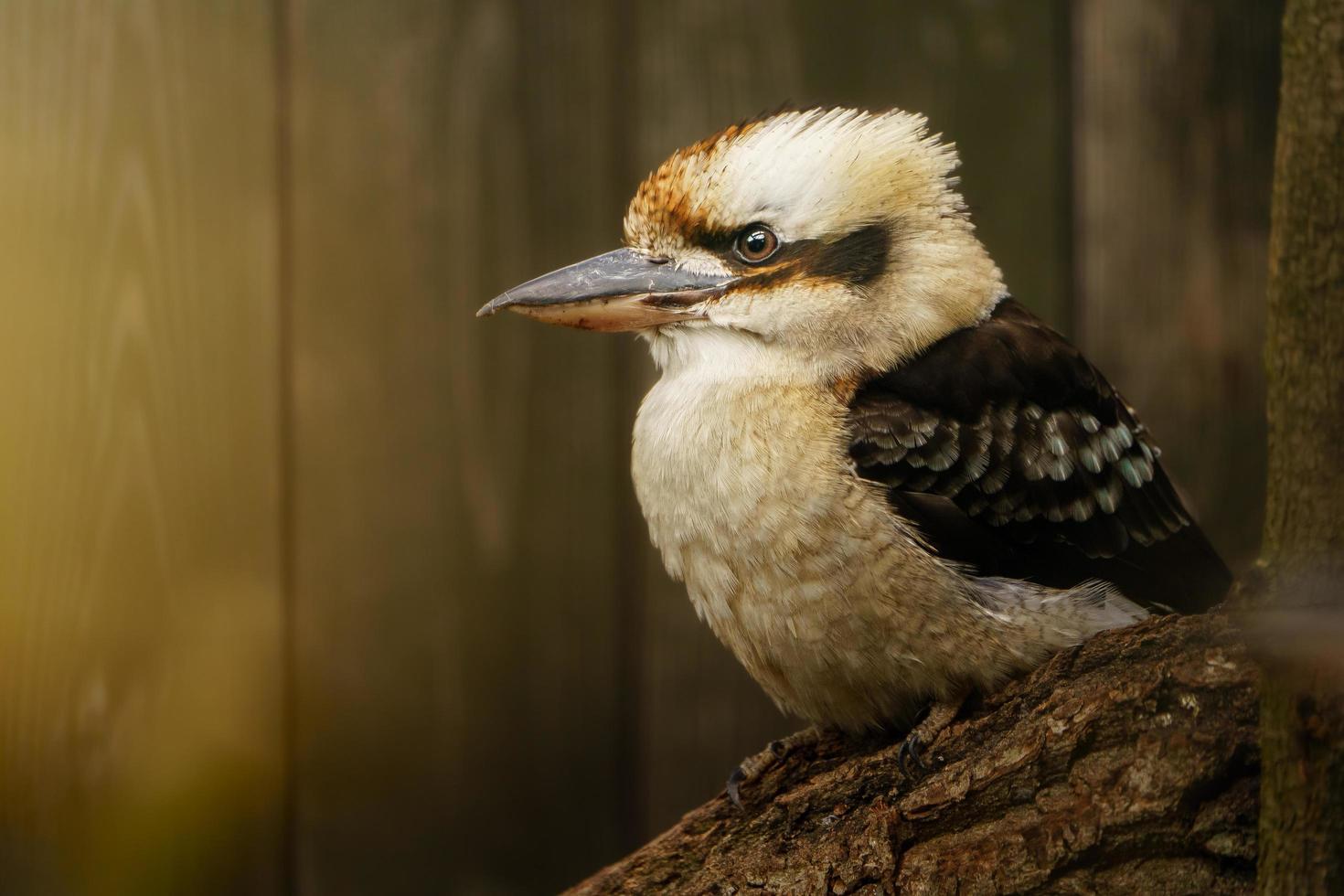 riendo kookaburra en rama foto