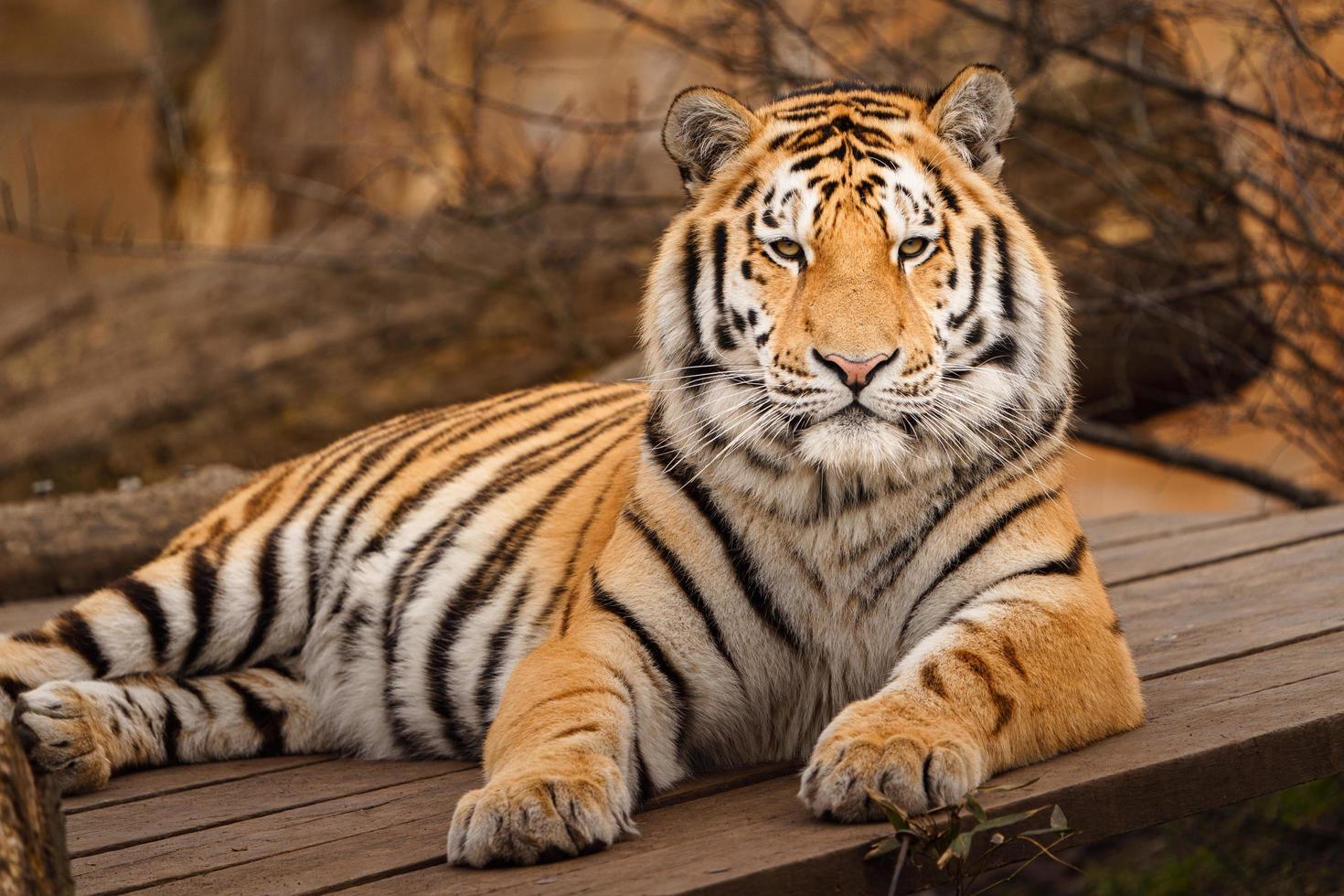 Photo of a Siberian tiger