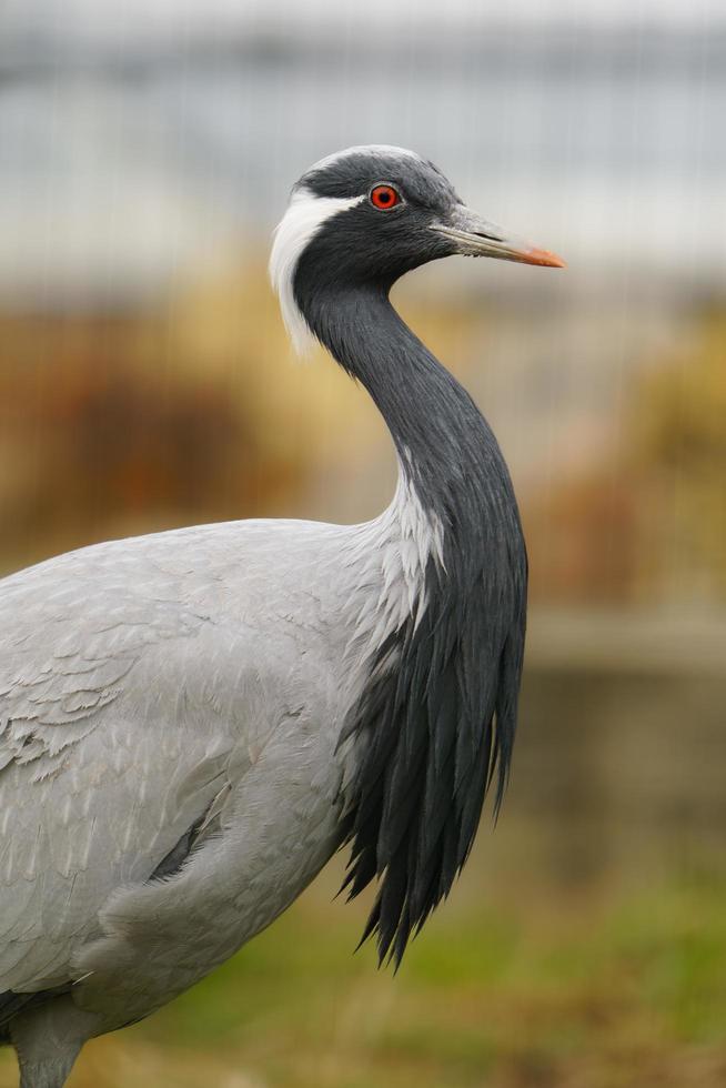 Photo of a Demoiselle Crane