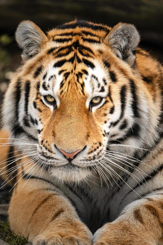 Photo of a Siberian tiger