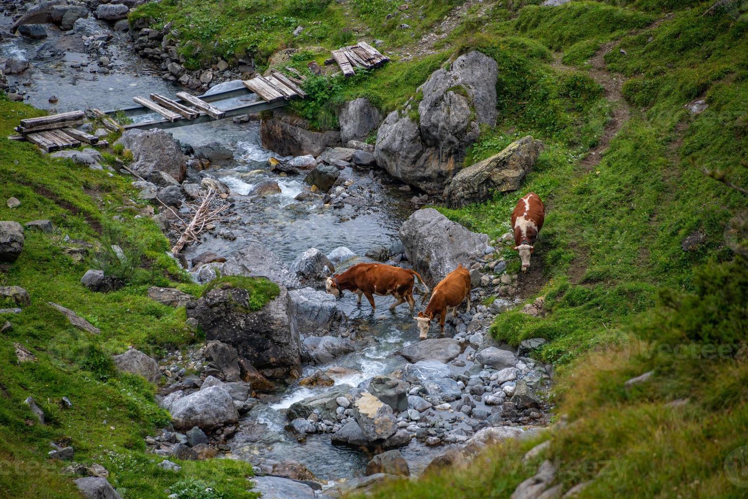 several cows crossing a stream photo