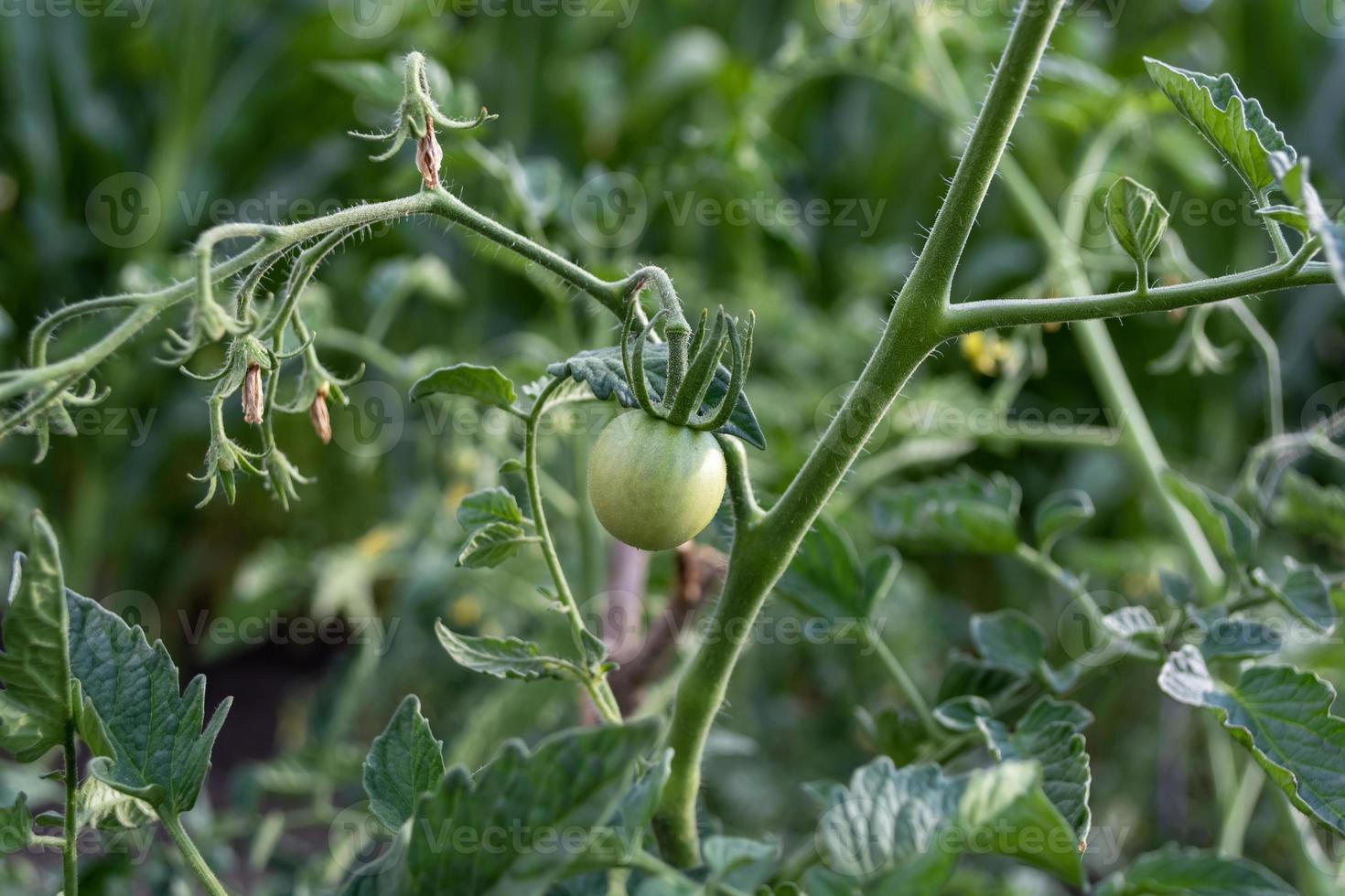 Green unripe tomatoes growing on the bush in the garden. photo