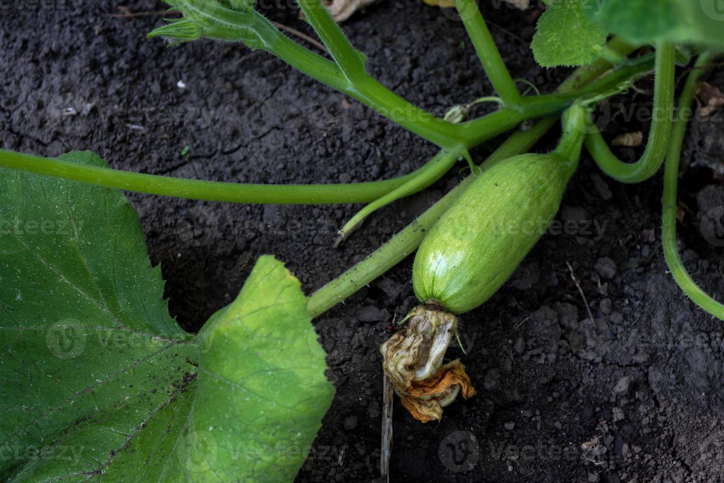 joven calabacín en un arbusto en el jardín. foto