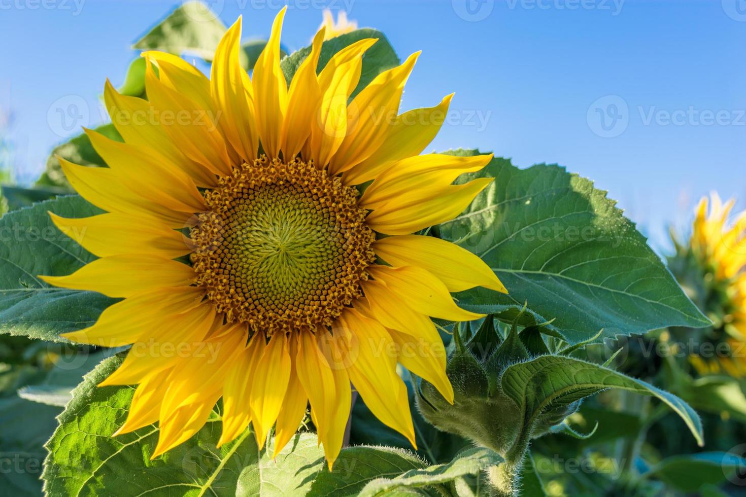 Sunflower in a field on a sunny day. Close-up. photo