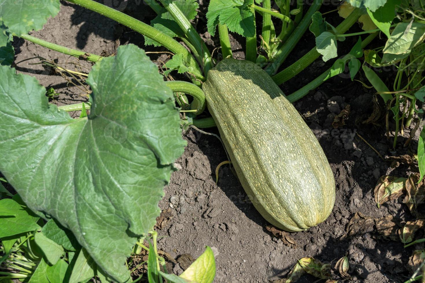 A large green zucchini in the summer garden photo