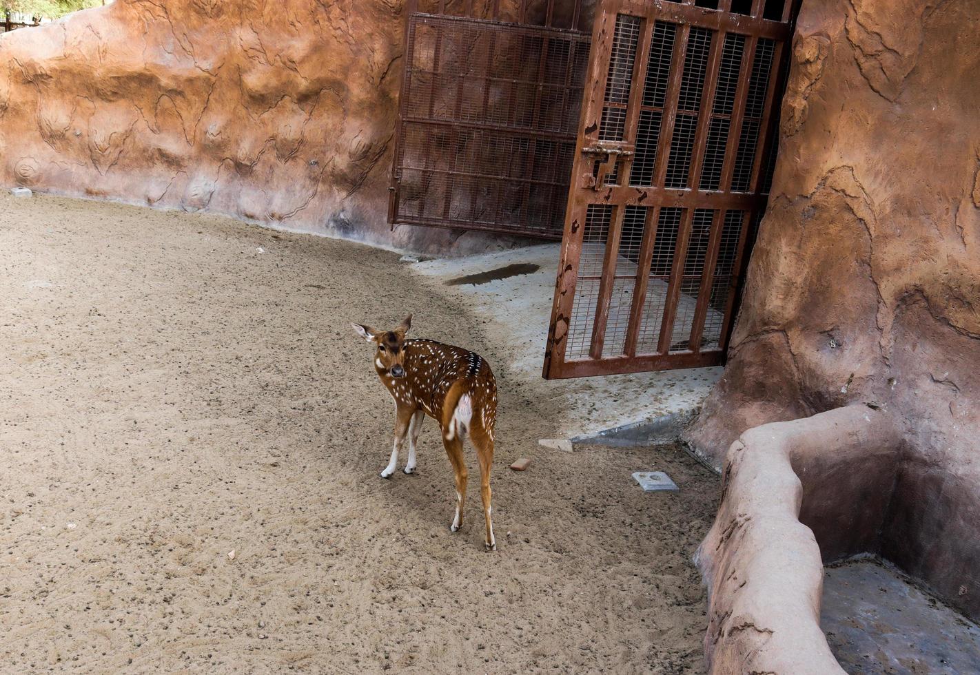 Rear view of one young female chital,standing on brown soil ground and looking backwards photo