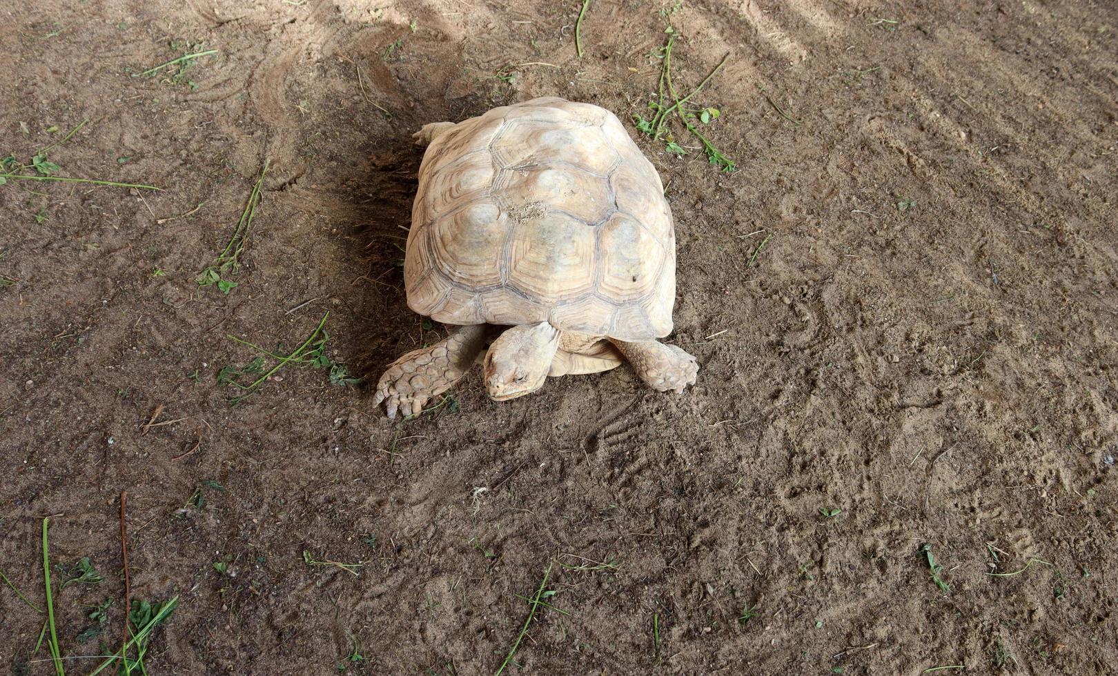 tortuga en el zoo. allí son muchos tipos de tortugas foto