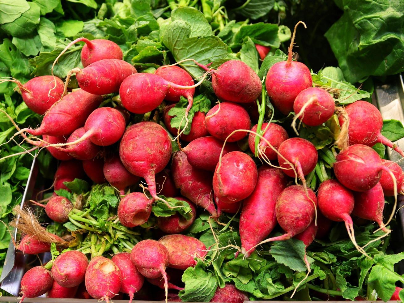 Round red radish with tops,top view,bunch of fresh vegetables photo