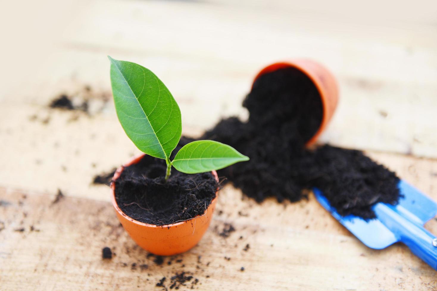 Planting flowers in pot with soil on wooden background - works of gardening tools small plant at back yard photo