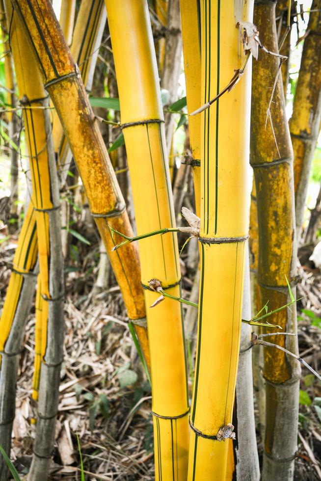 Fresh yellow bamboo stalks tree with green pattern on agricultural