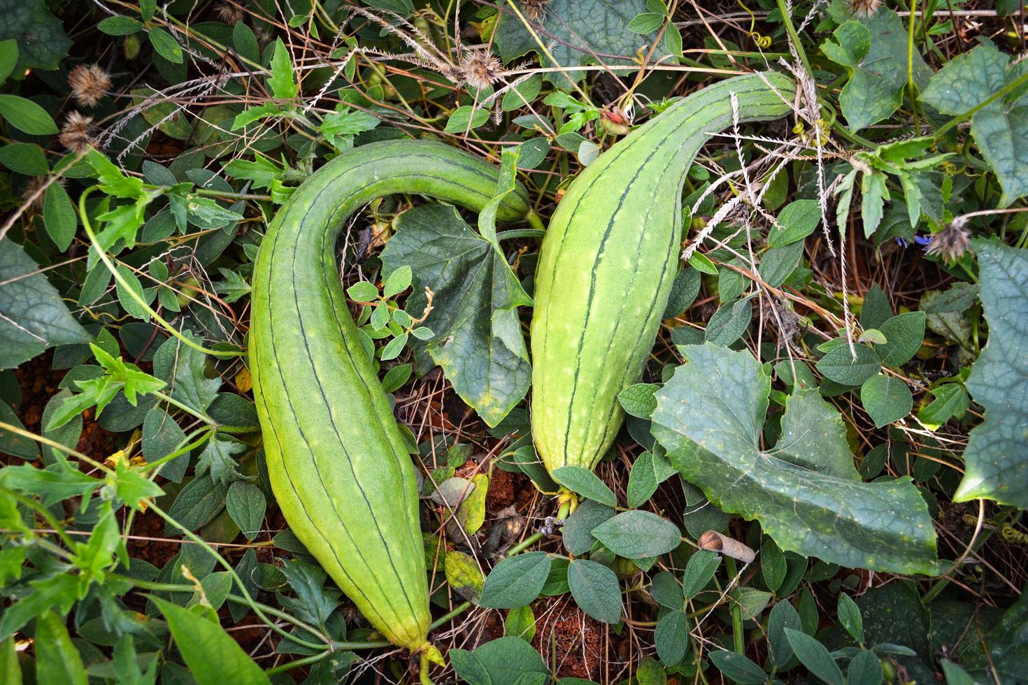 Zucchini green sponge gourd on vine plant in the vegetable garden