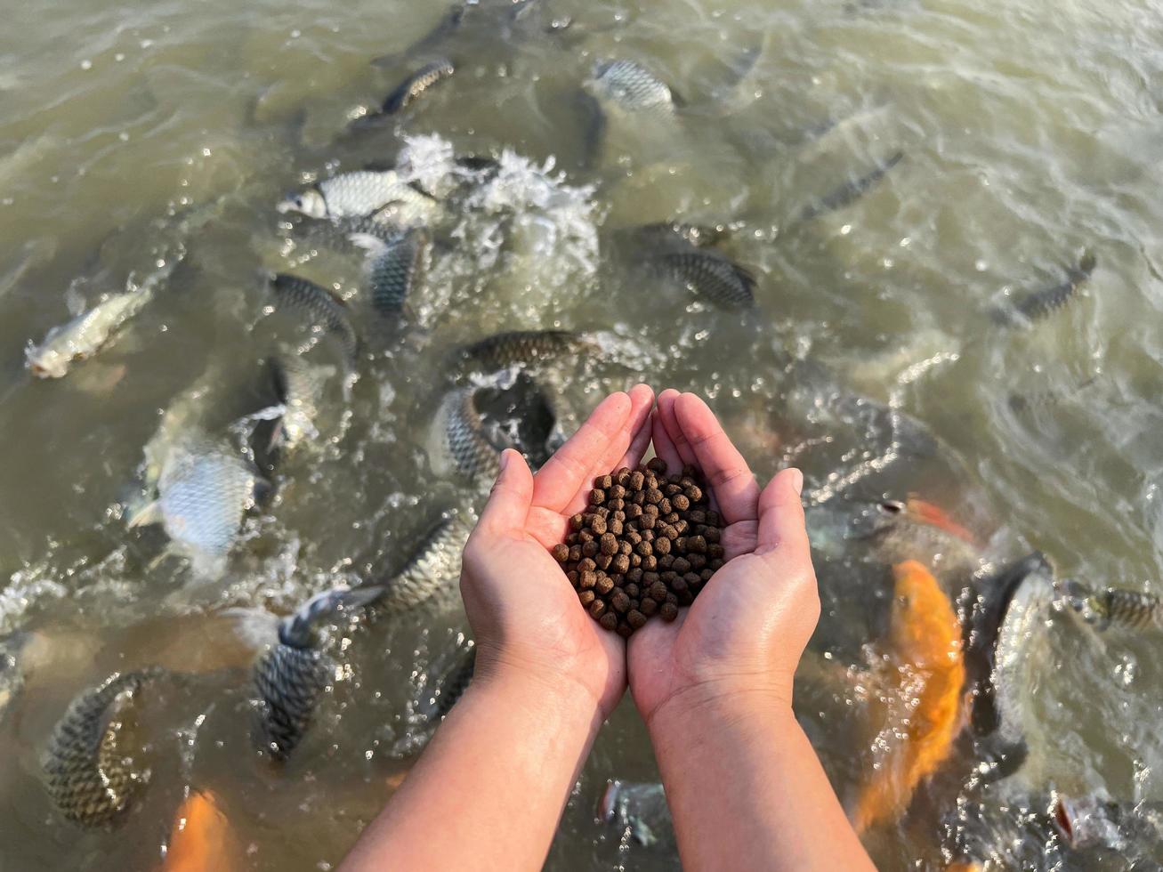 Feed the fish, close up brown pellets feeds for fish in hand, feed fish from feeding food on water surface ponds on water surface ponds, fish farm photo