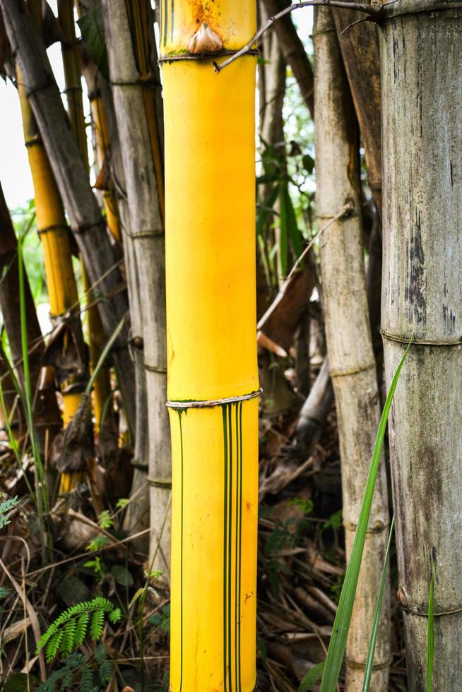 Fresh yellow bamboo stalks tree with green pattern on agricultural bamboo forest photo