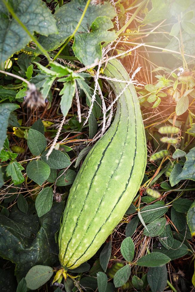 Zucchini green sponge gourd on vine plant in the vegetable garden