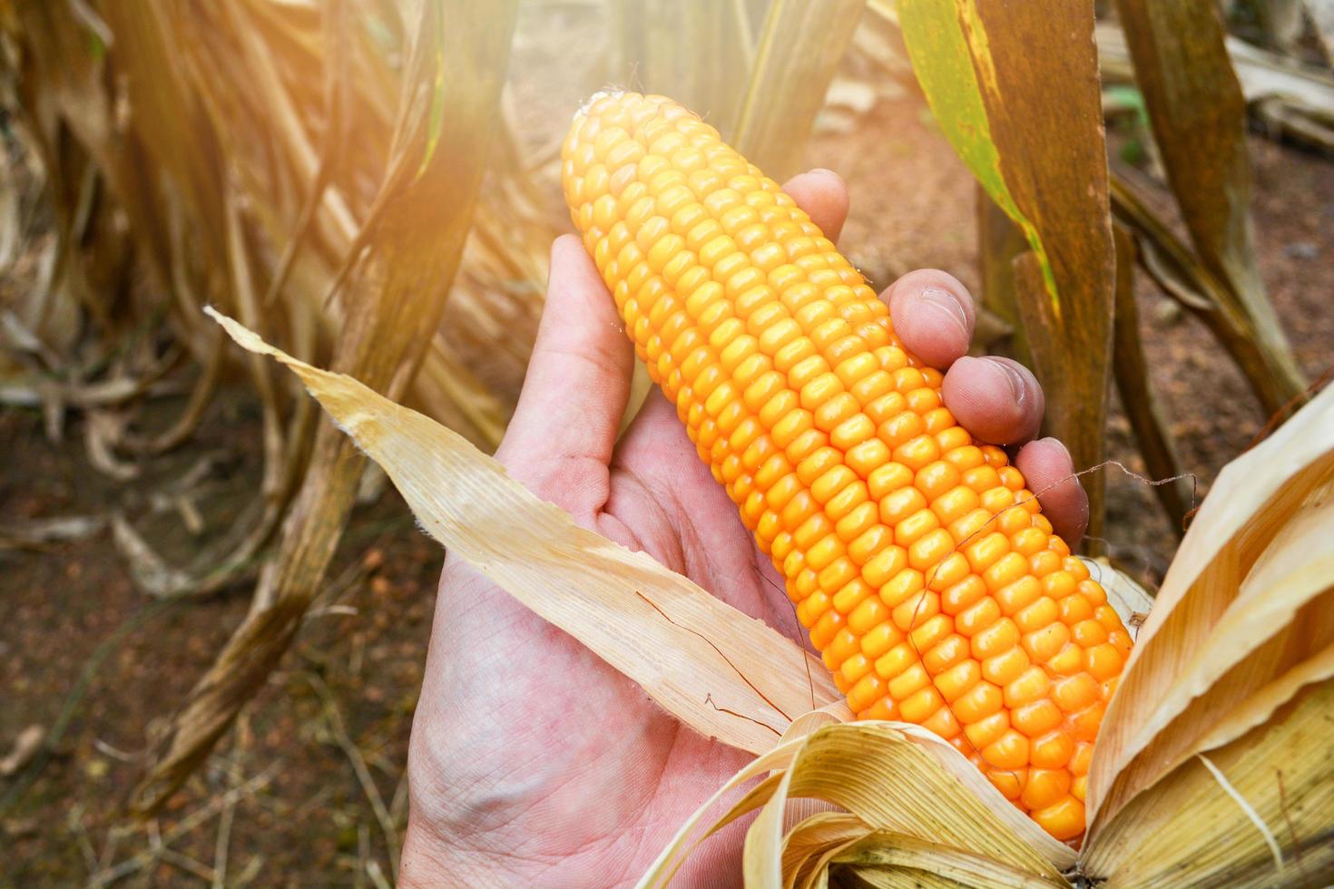 Maíz maduro a mano cosecha de agricultores en campo de maíz producto de la agricultura asia foto