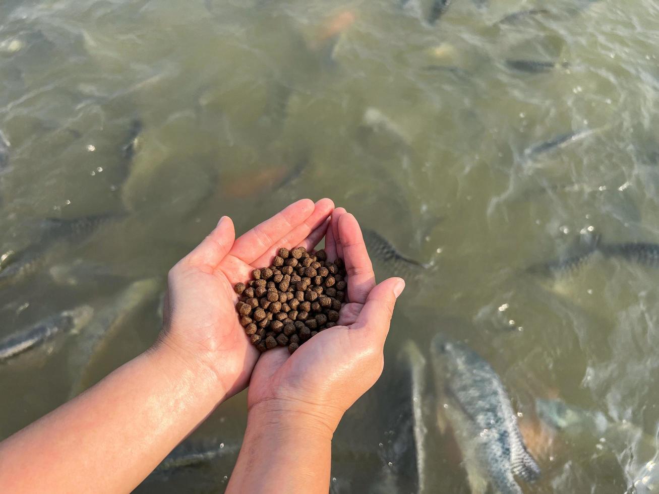 alimentar a los peces, cerrar los alimentos de gránulos marrones para peces en la mano, alimentar a los peces con alimentos en estanques de superficie de agua en estanques de superficie de agua, piscifactoría foto