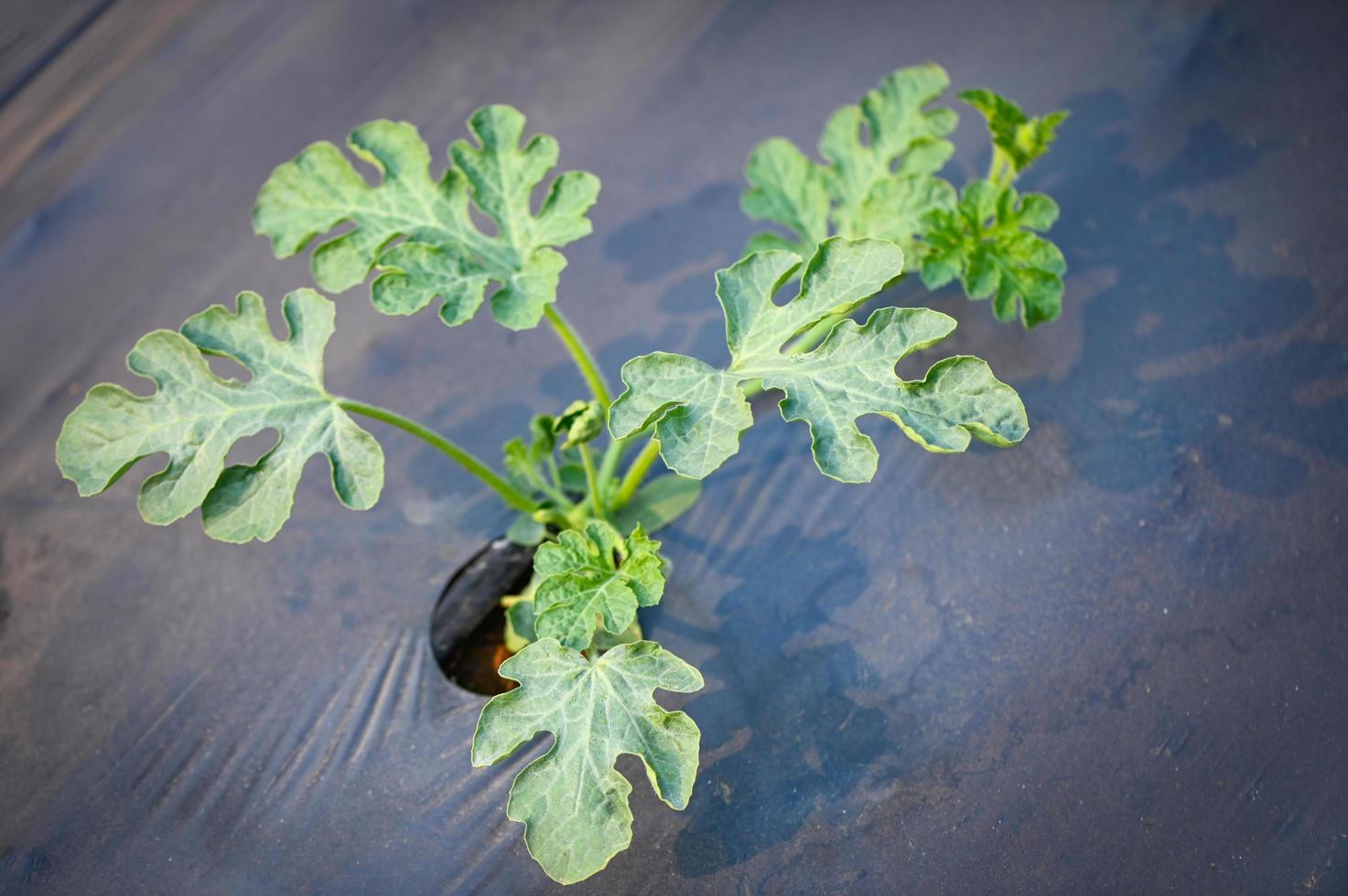 planting watermelon on field with watermelon plant tree on ground agriculture garden watermelon farm with leaf tree plant small on land farmers field with growing in rows green organic photo