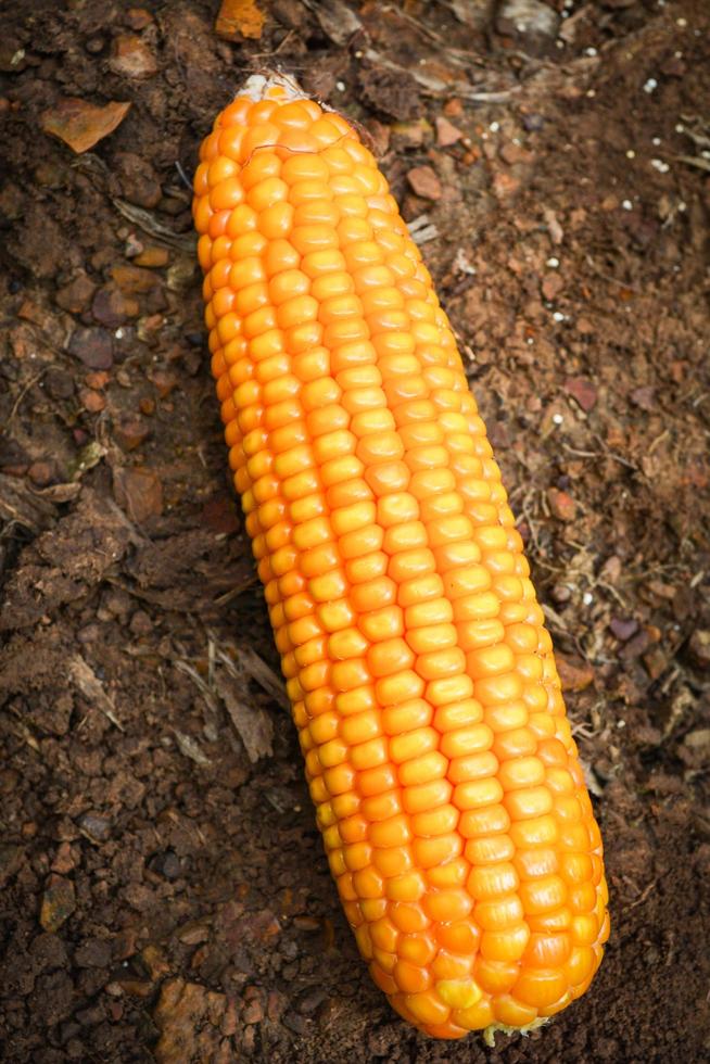 maduro maíz en suelo cosecha en maíz campo agricultura foto