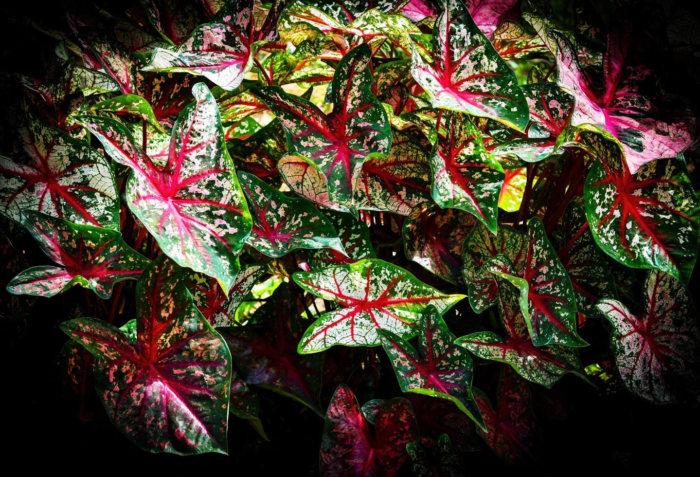 Colorful leaf Caladium bicolor on dark background Queen of the Leafy Plants photo