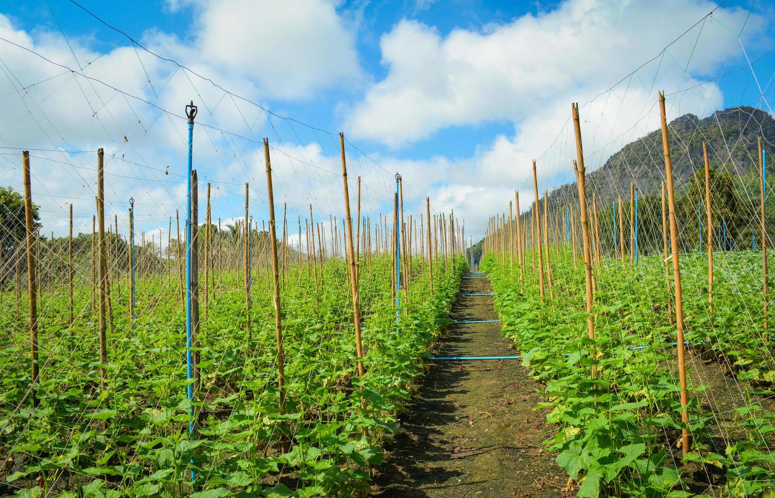 Cucumber plant growing in farm field plantation vegetable cucumber organic agriculture in Asia photo