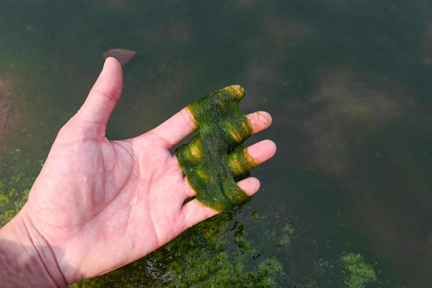 Spirogyra freshwater algae - seaweed freshwater in the river stream can live in clean water, green aquatic weed - common names include water silk, mermaid's tresses, and blanket weed photo