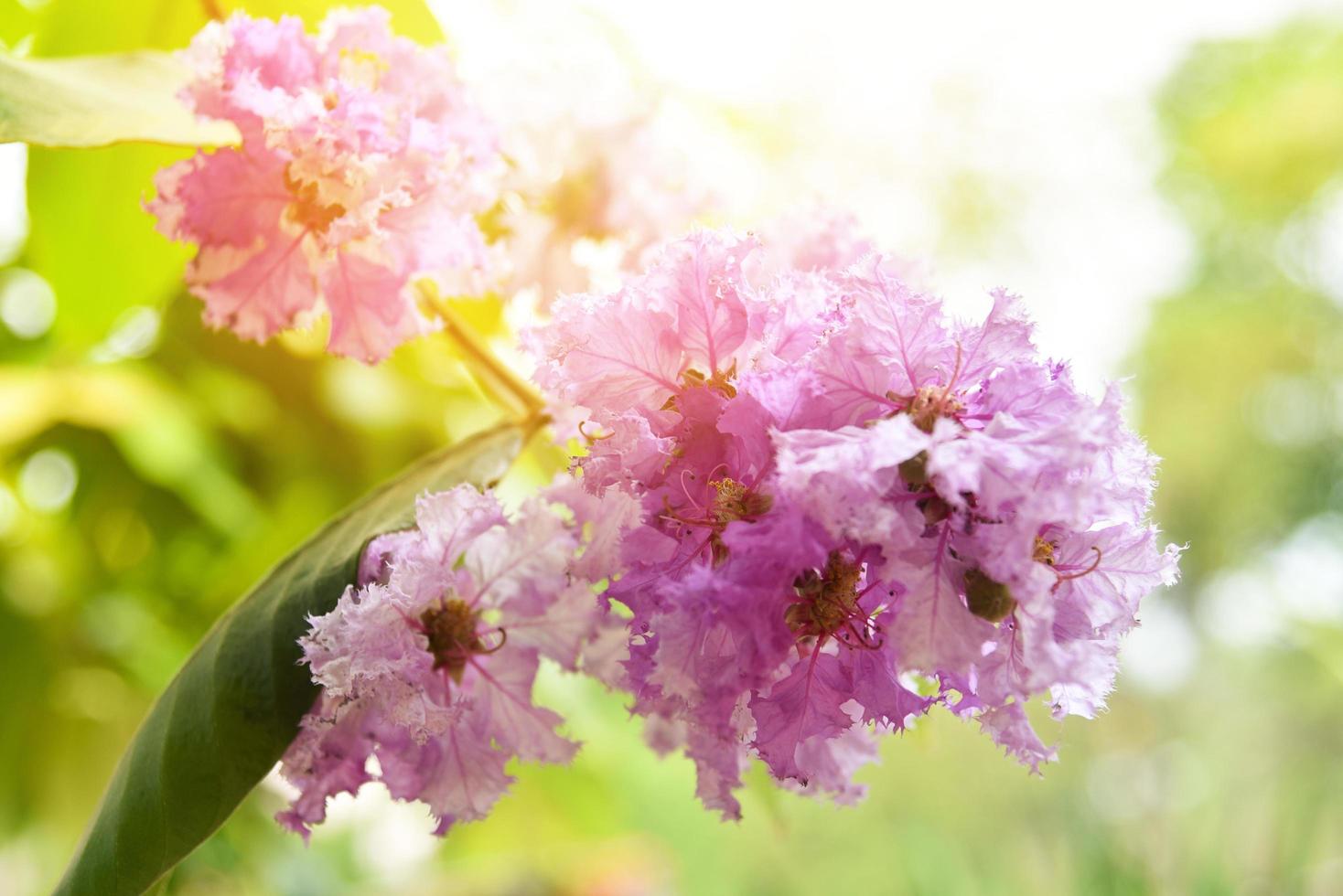 de la reina flor púrpura árbol o lagerstroemia ruidoso flores floreciente en el jardín parque - inthanin flor foto