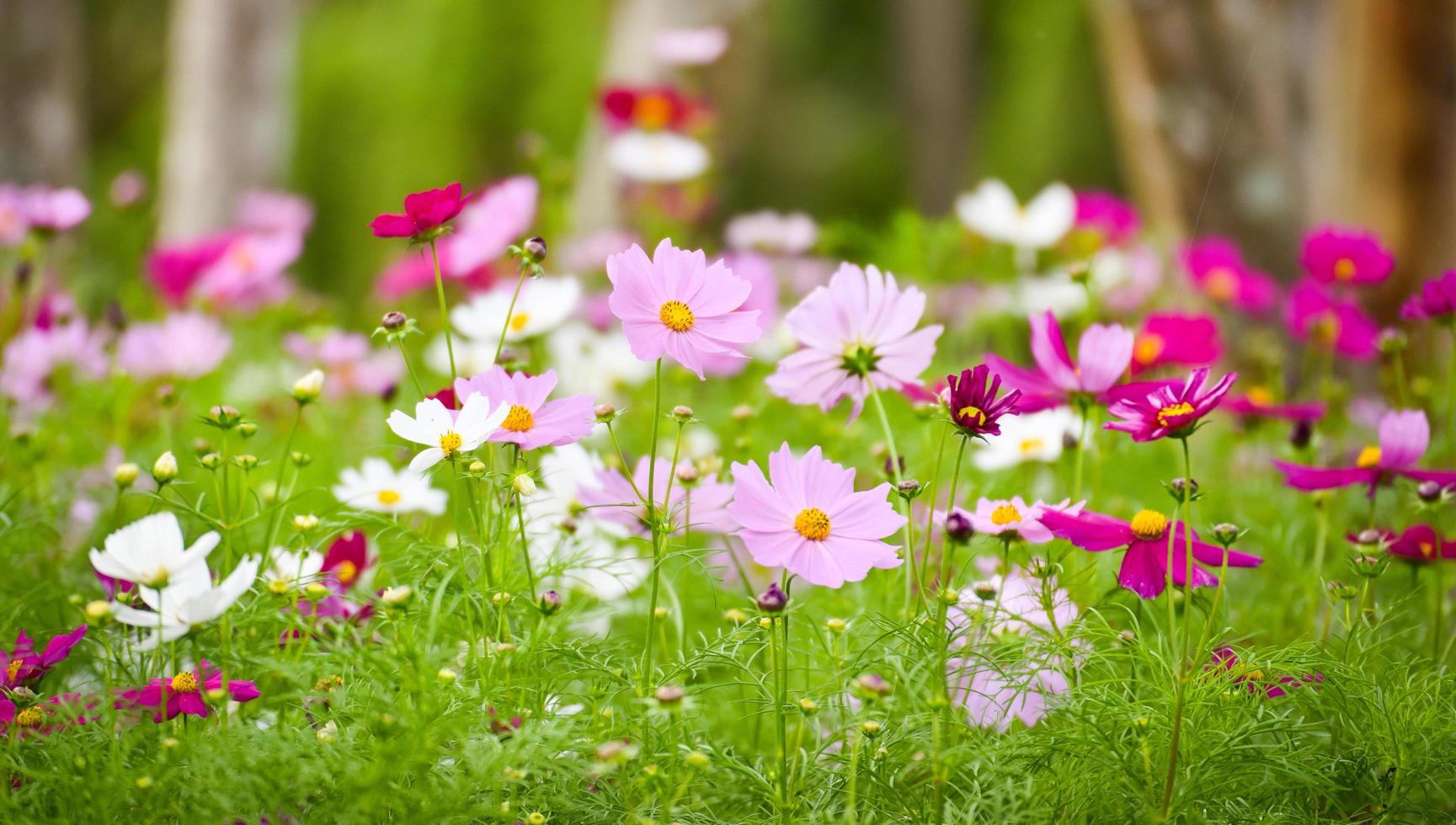 Colorful purple white and pink cosmos flower blooming in the spring garden field background photo