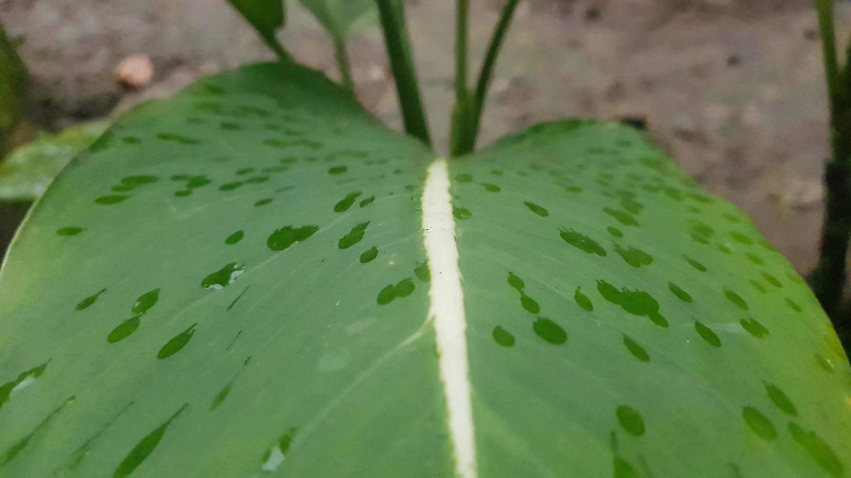 A leaf with a white line on it and the word lily on it. photo