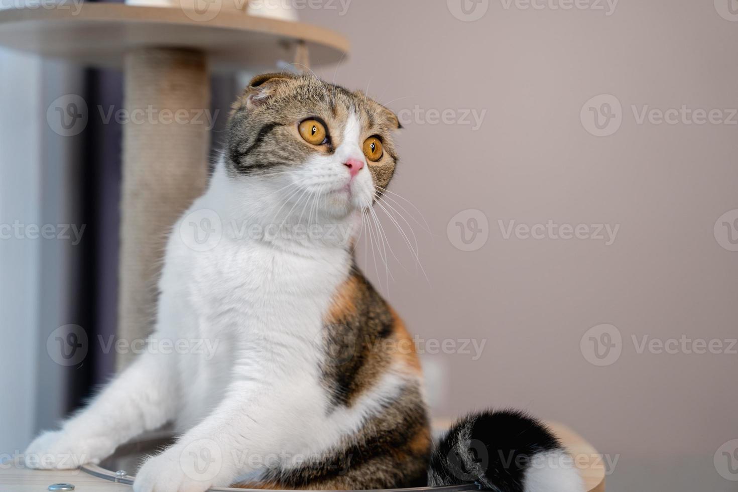 Cute Scottish breed cat on cat tree at home with copy space. photo