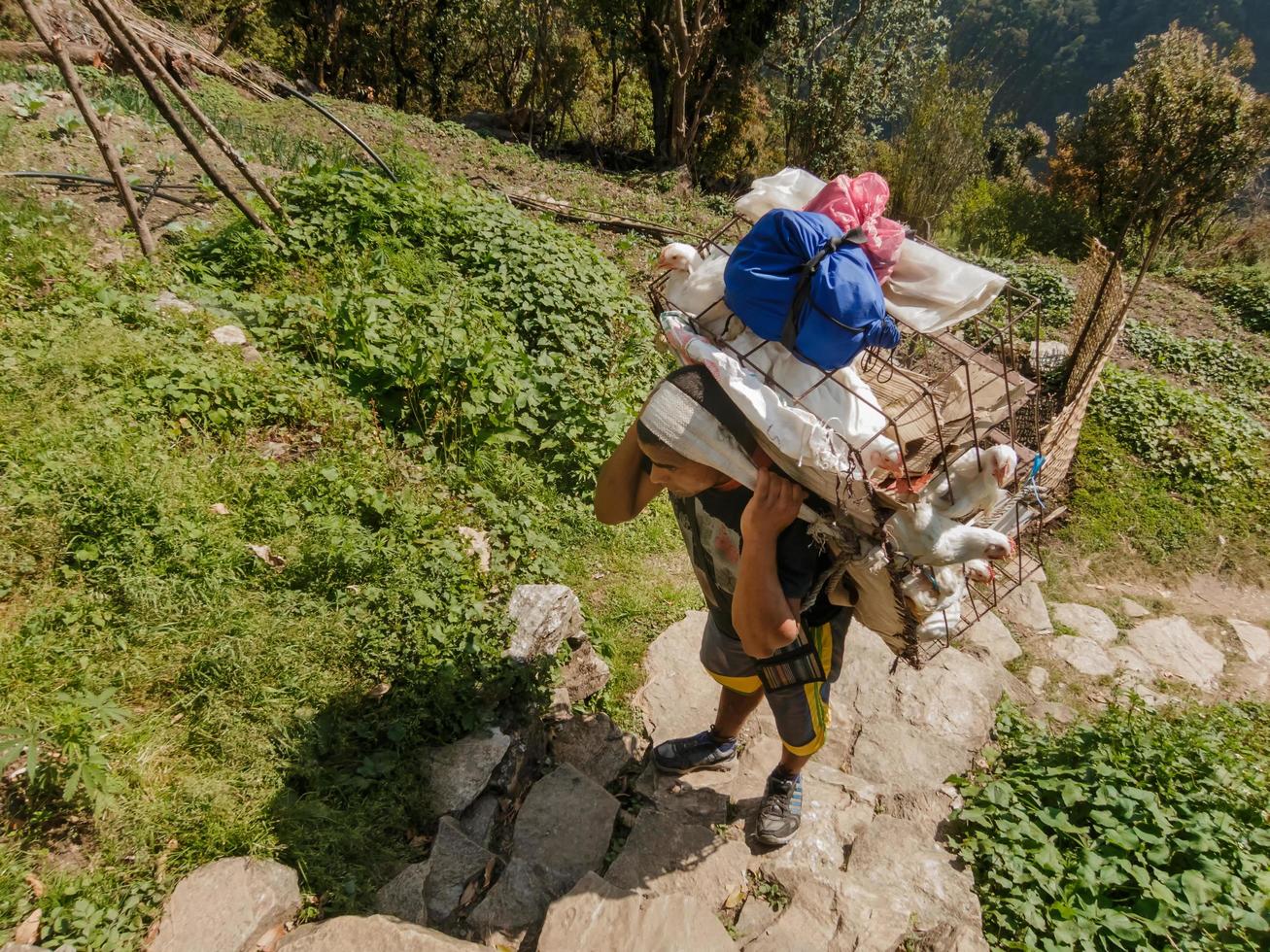 Chhomrong, Nepal - April 2015. A Nepali porter carries a wire mesh basket of poultry on his back up the steep stairs of a hillside on the Annapurna Base Camp trail in the Nepal Himalayas. photo
