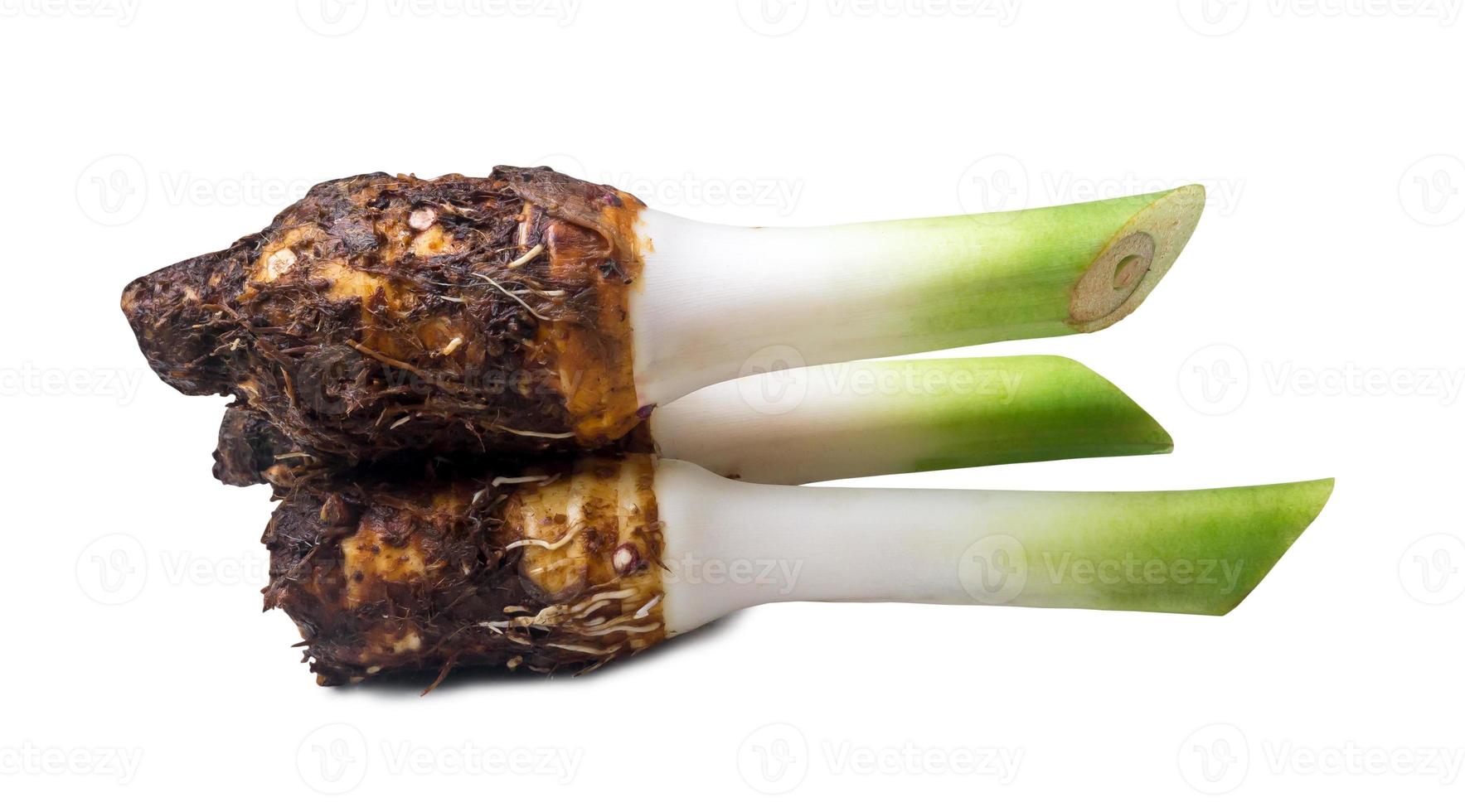 Three fresh taro roots in stack isolated on white background with clipping path photo