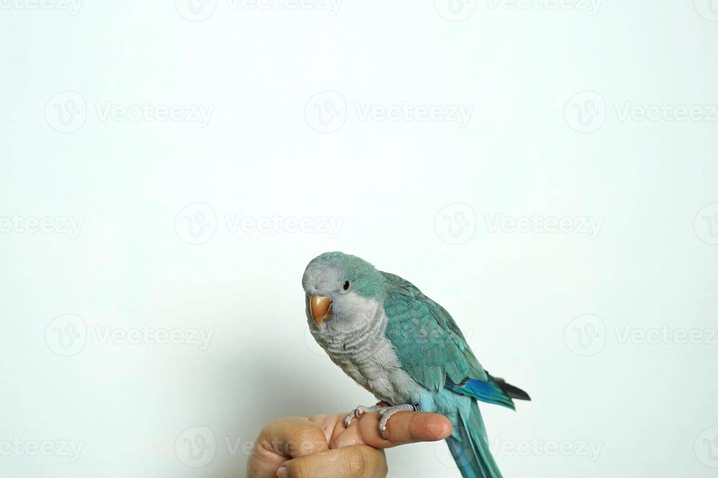 monk parakeet Myiopsitta monachus or Quaker parrot eat parrot pet portrait sitting on shoulders and eating a treat  isolated on white background. photo